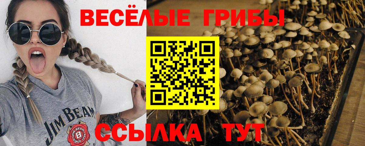 Галлюциногенные грибы Psilocybine cubensis Щёлково